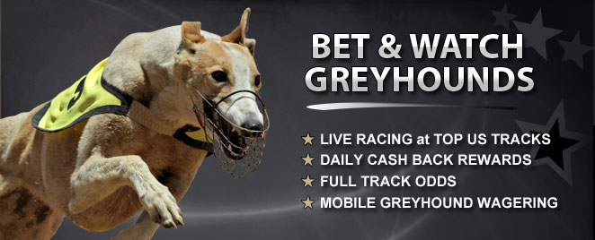 Virtual greyhound racing