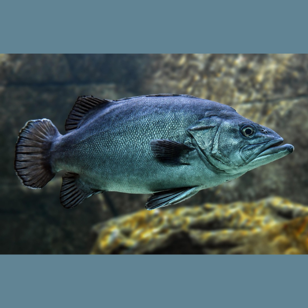 11xgame Fish Tales