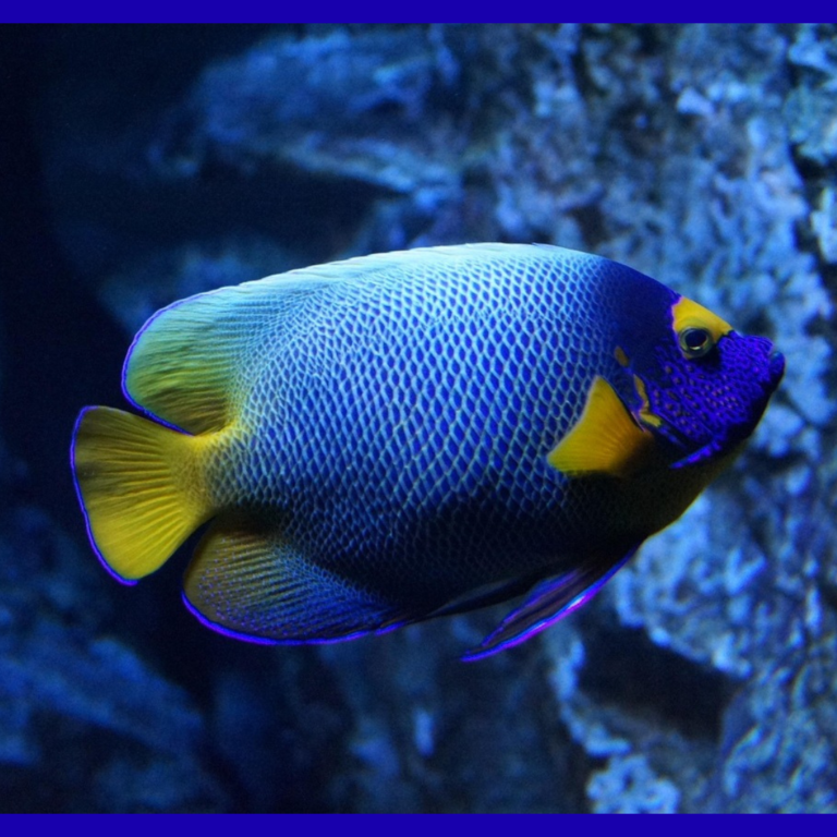 Fish Tales Monster