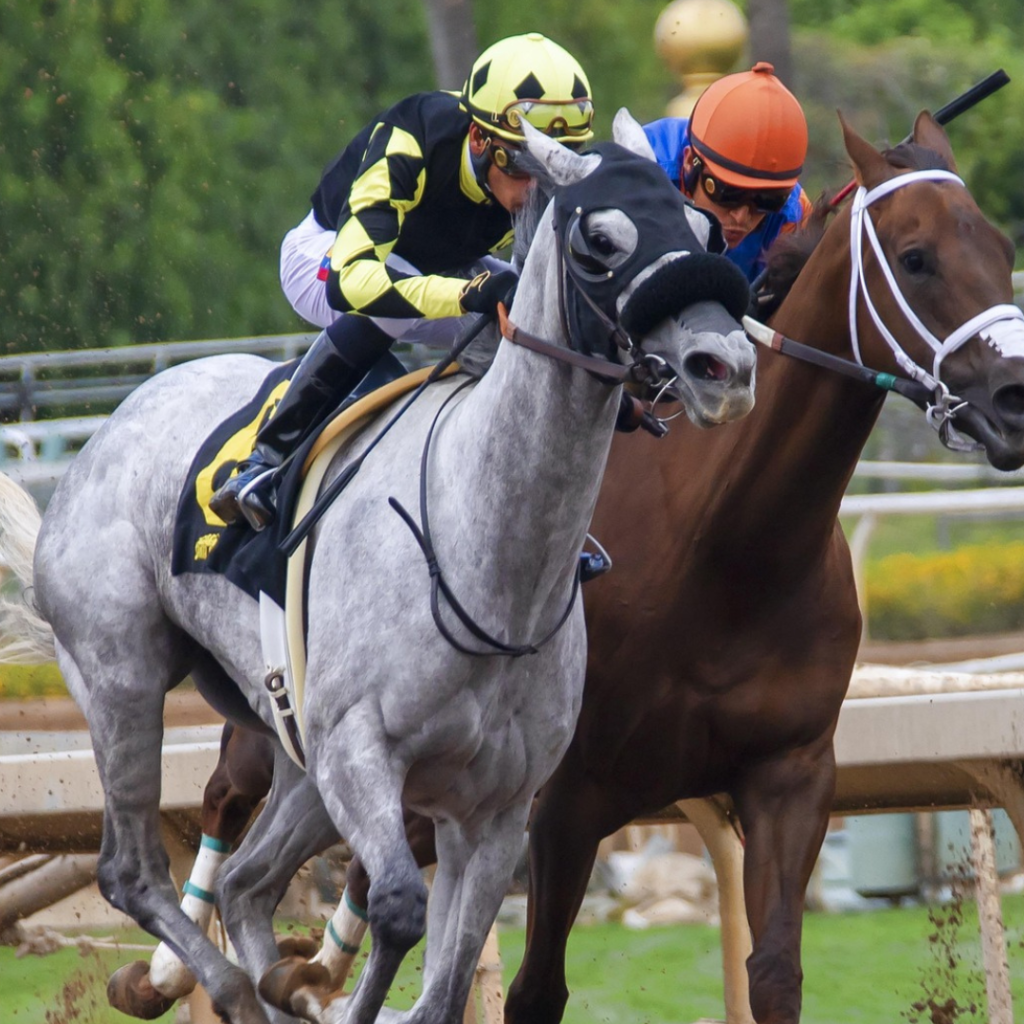 Horse Betting Games