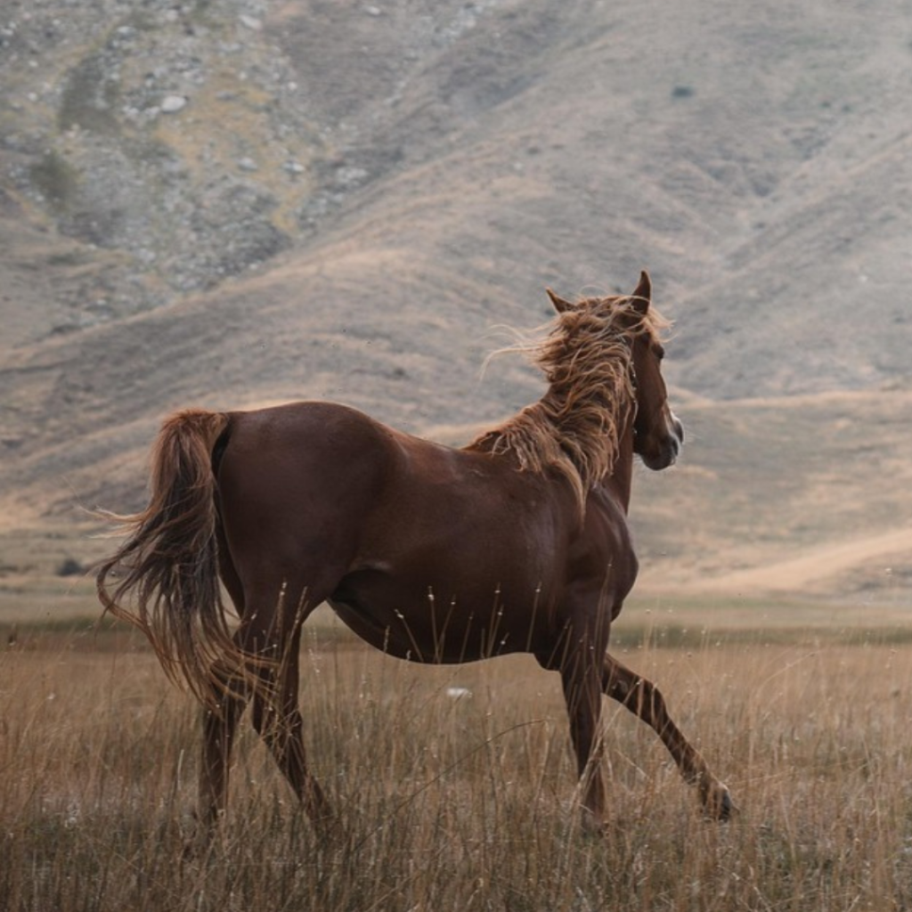 Horse Betting Terms