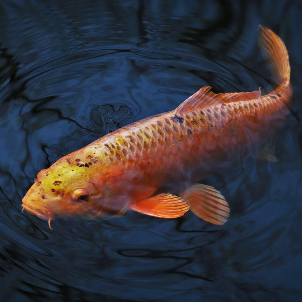 Online fishing game