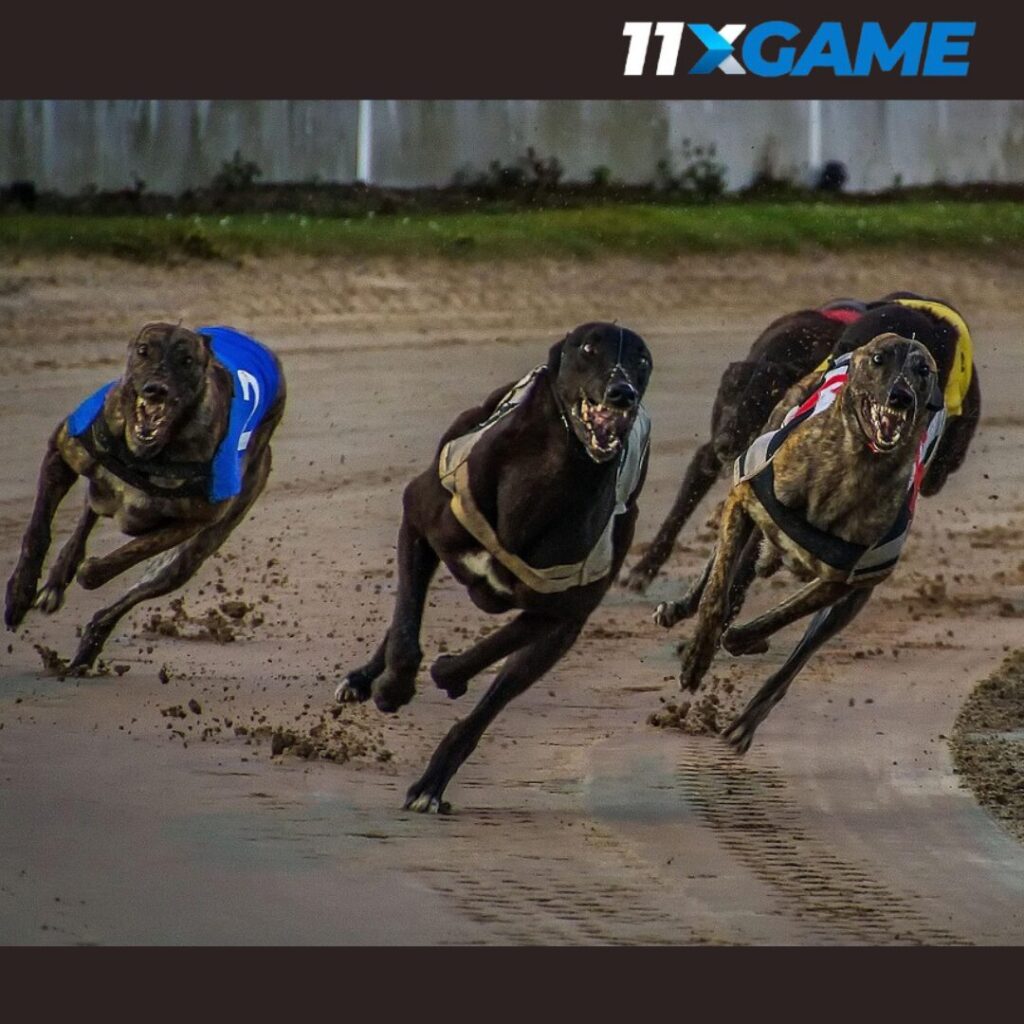 Online greyhound betting
