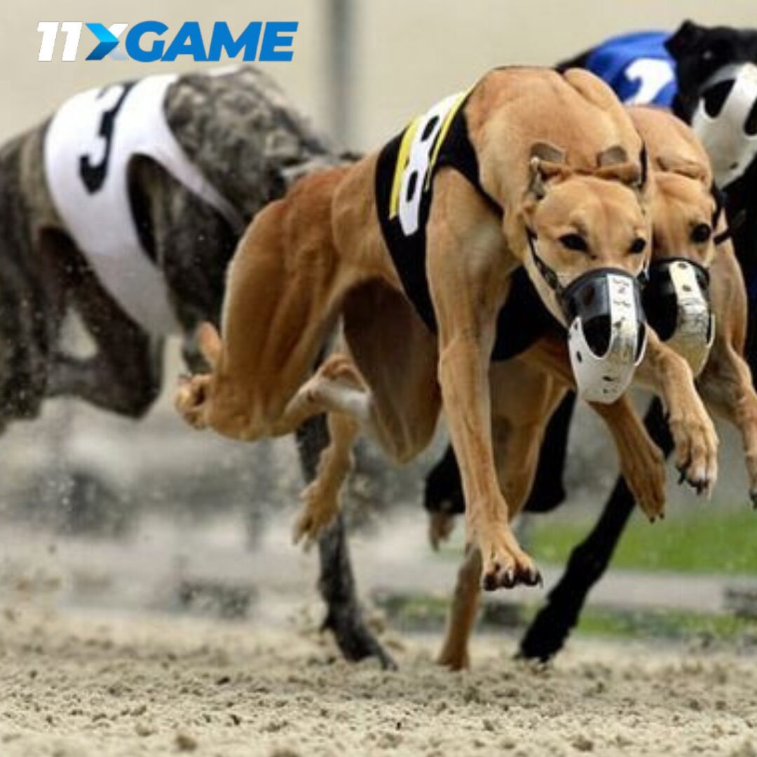 Online Greyhound Betting