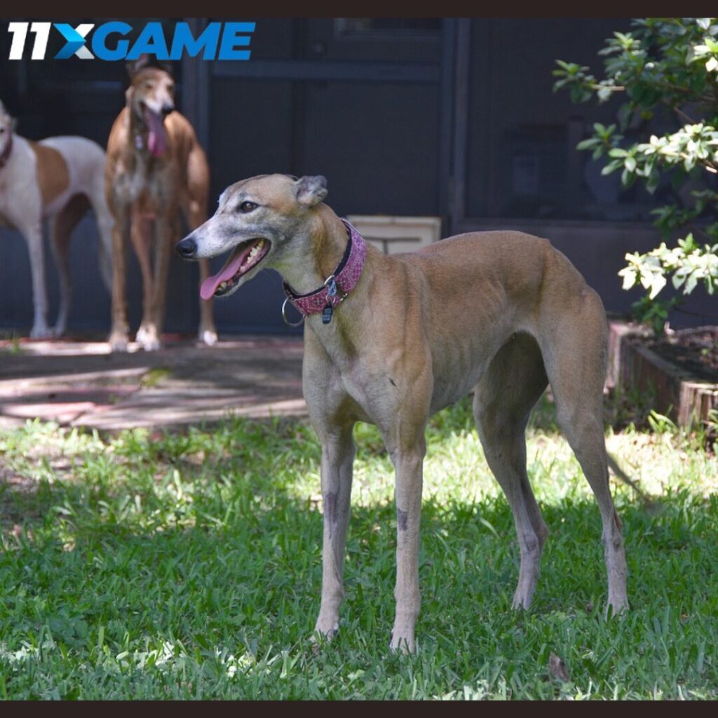 greyhound betting tips