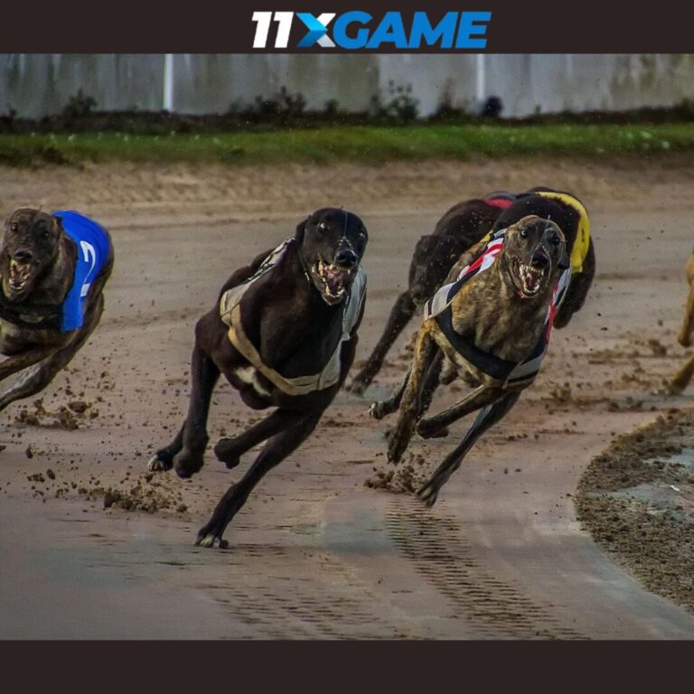 online greyhound betting
