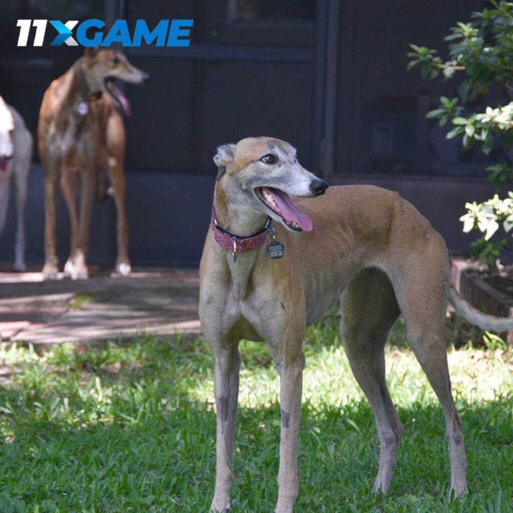 Top Strategy for Greyhound Betting