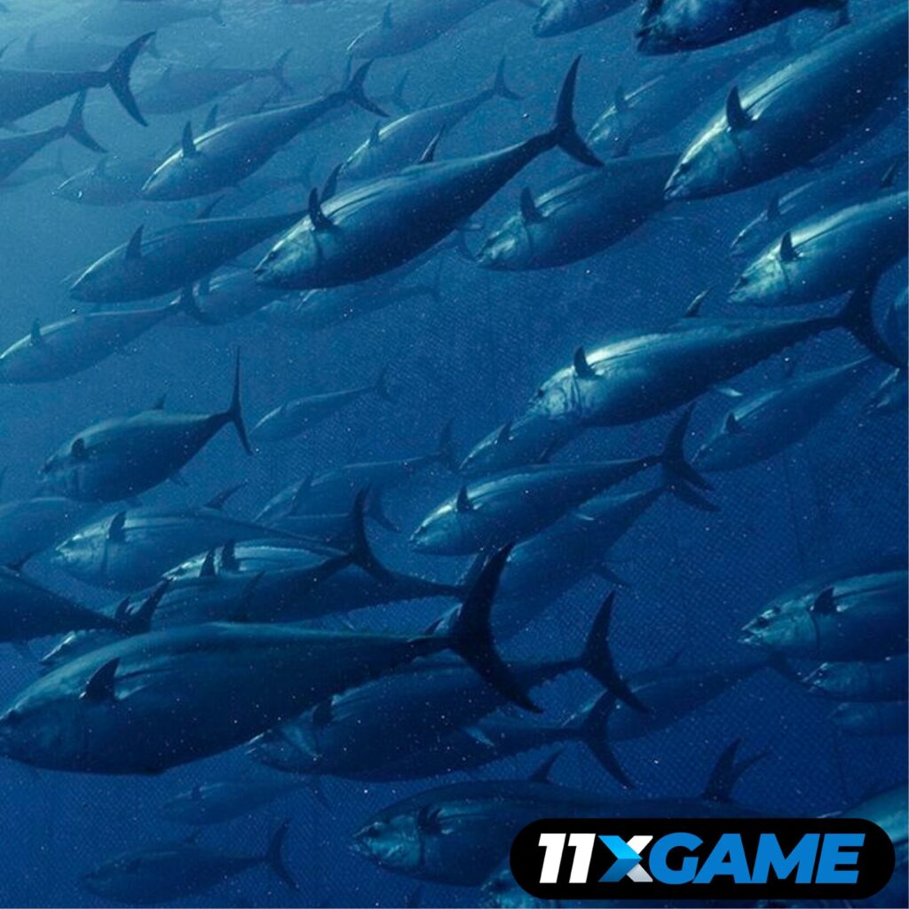 Jelly Fishing Betting Game