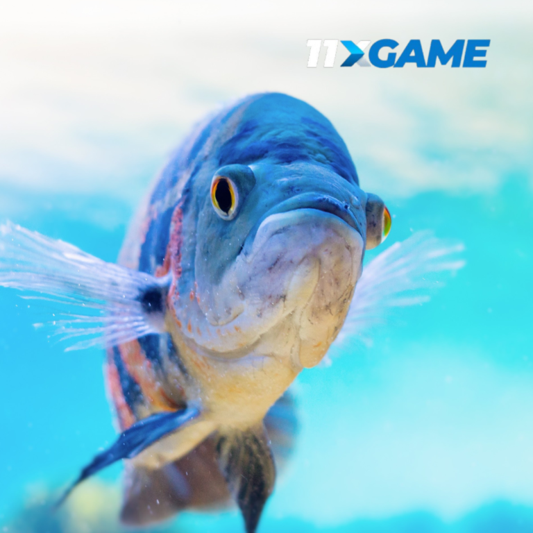 Fish Fever online