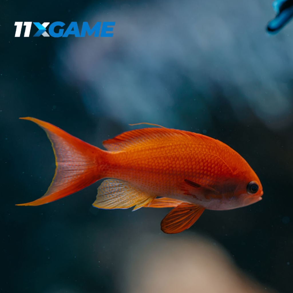 Fish Fever tips