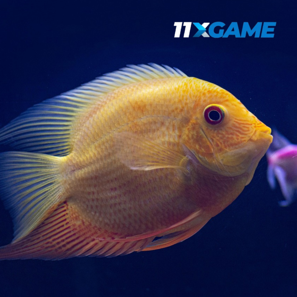 Fish Fever Game