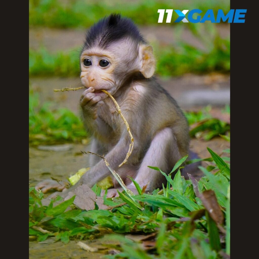 Fortune Monkey