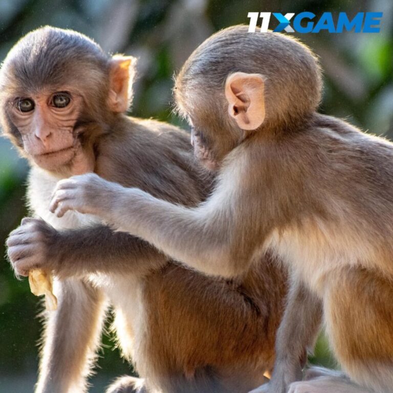Fortune Monkey slot