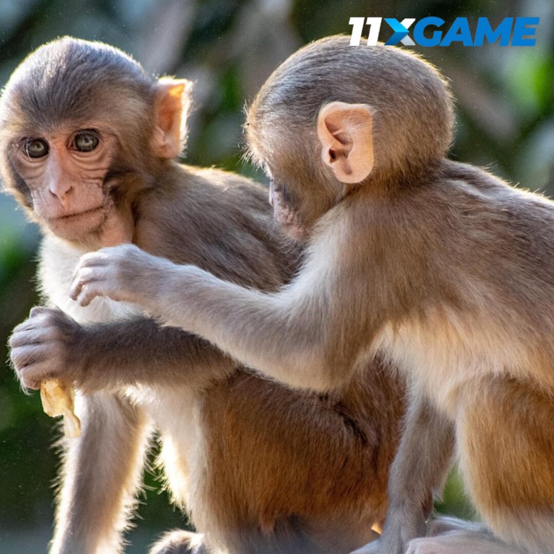 Fortune Monkey slot