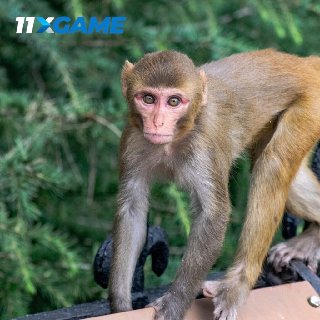 Play Fortune Monkey online