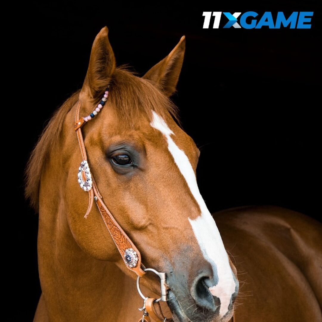 best platforms for horse racing betting